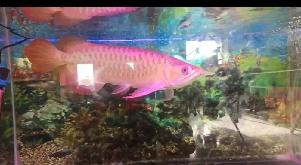 Arwana super red murmer gondrong