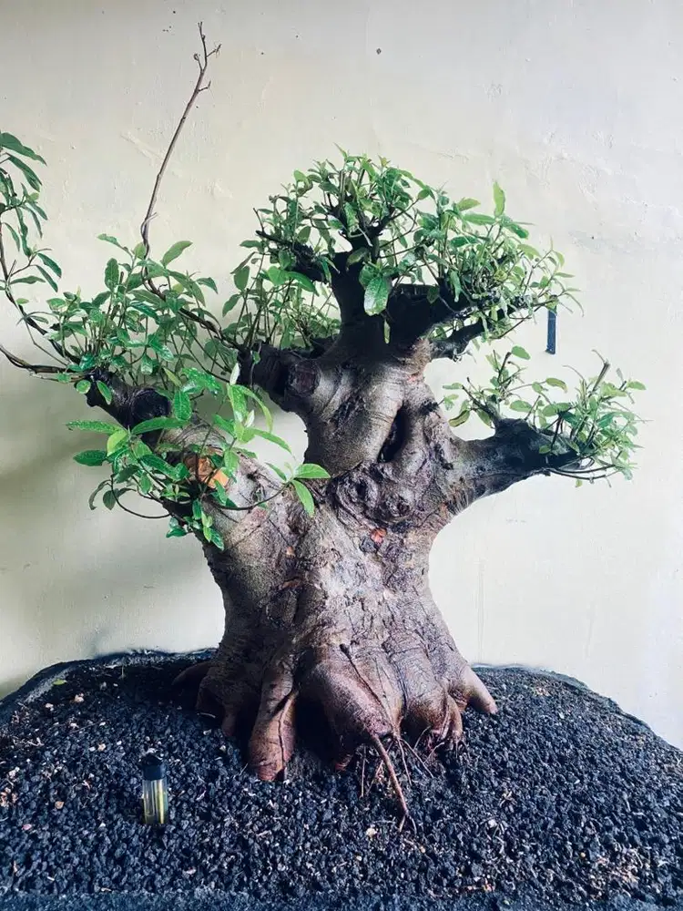 loa bonsai size xl