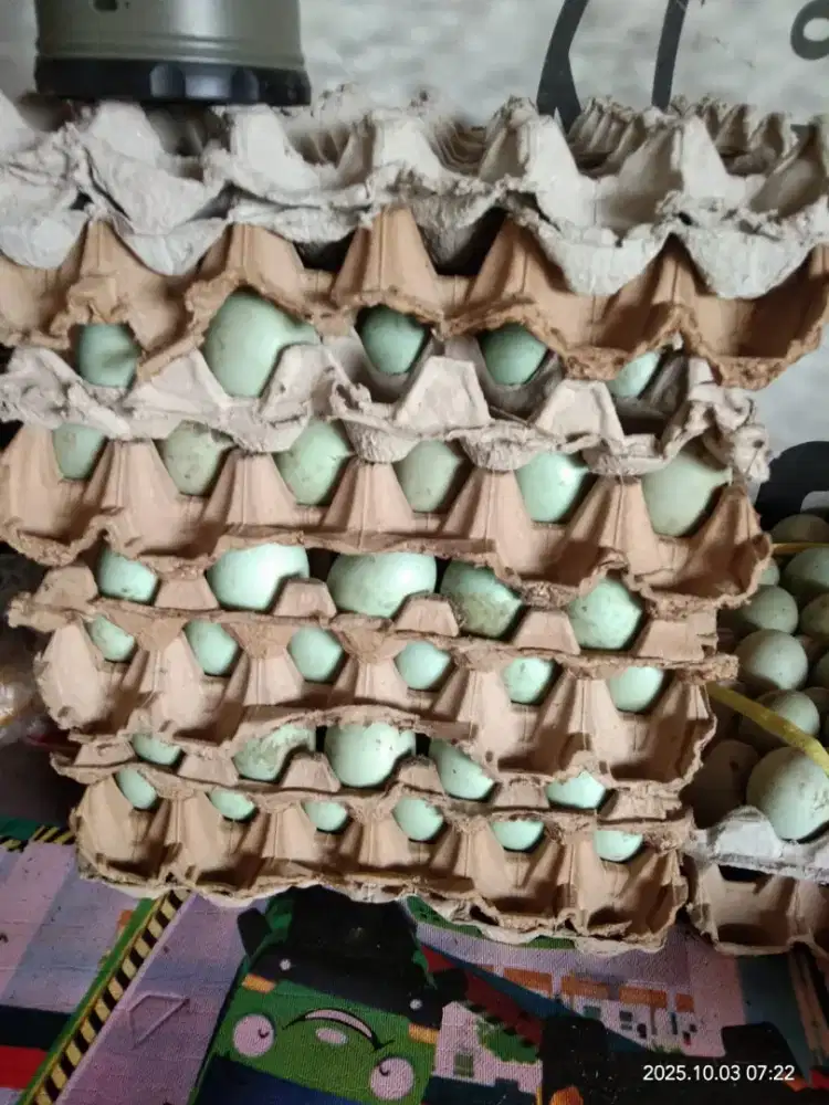 Telor bebek berkualitas