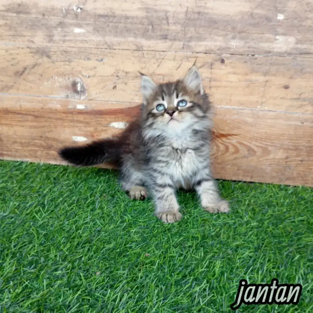 Kitten Persia flatnose