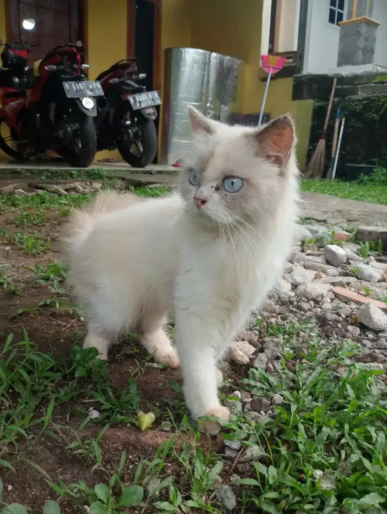 kucing betina persia