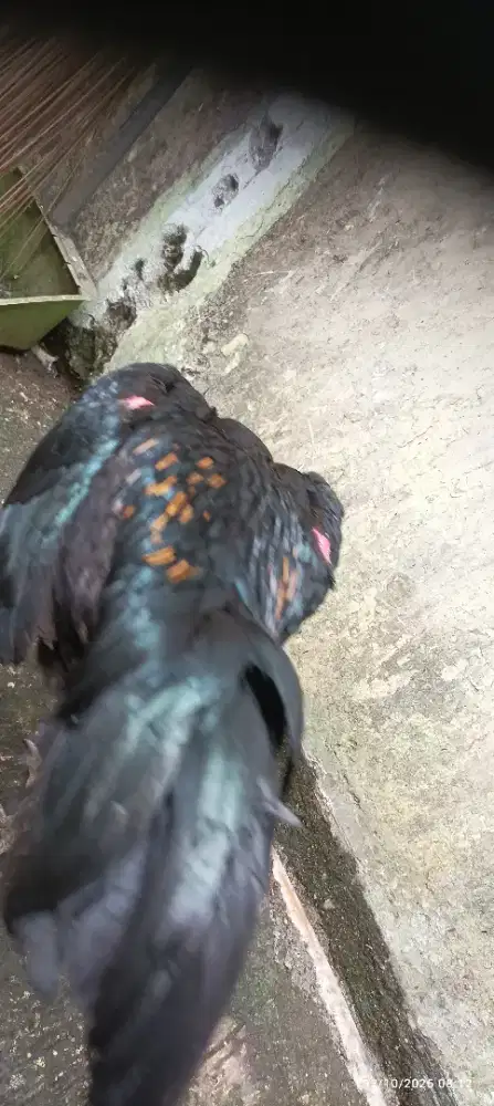 Ayam bangkok bulbi