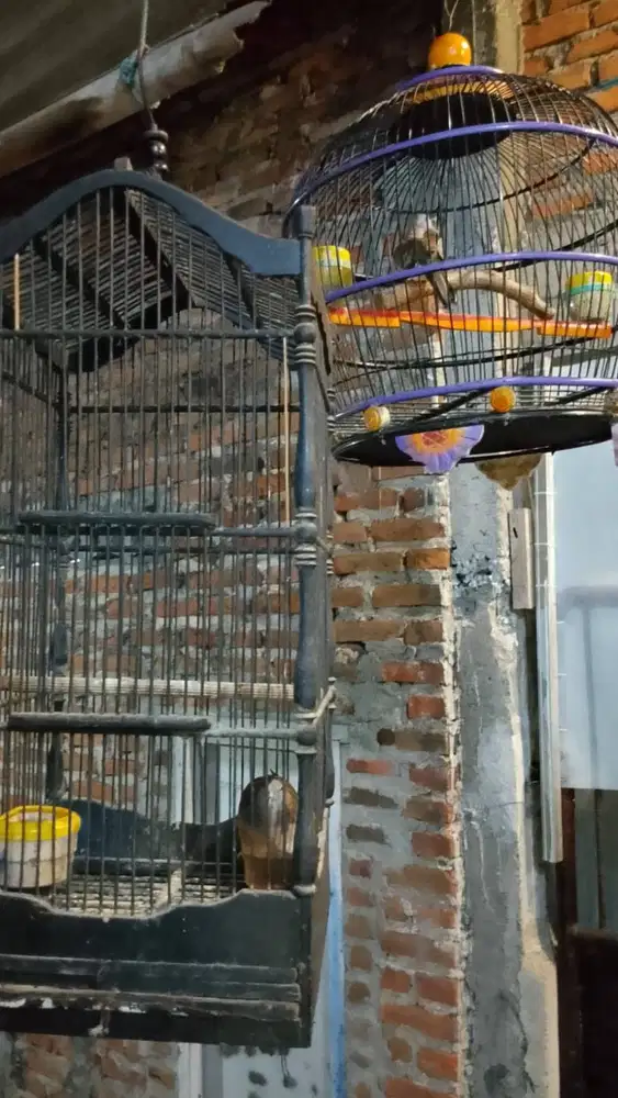 Burung Kutut 2 ekor plus Kurungan, Wonocolo