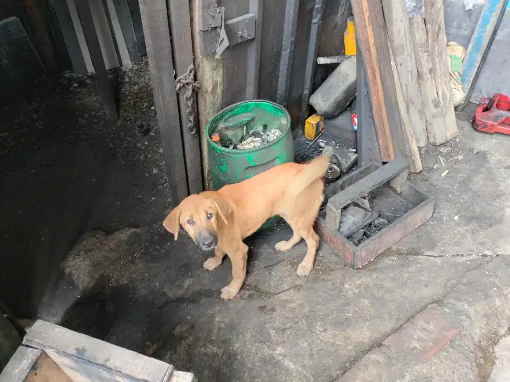 Jual anak anjing