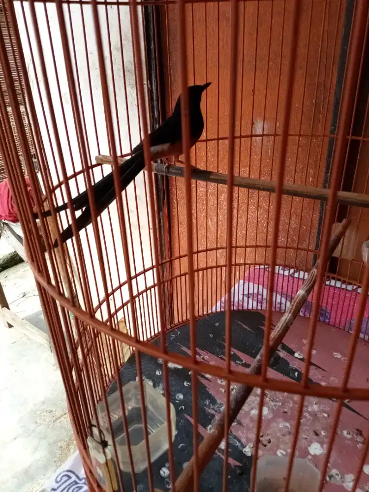 Jual aja murai batu hutan
