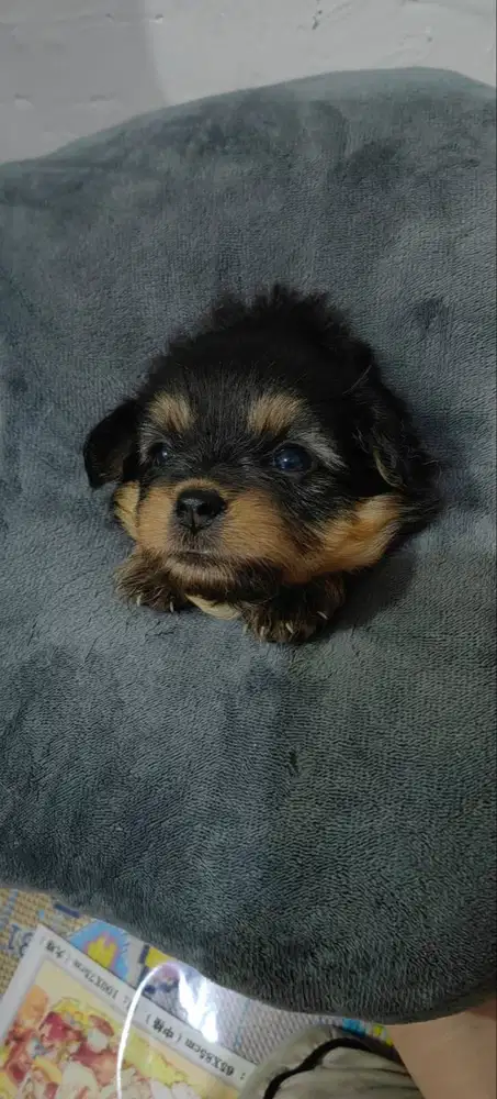 Di Jual anak anjing chihuahua mix 1 bulanan 2 cow 1 cew lucu2 bangett