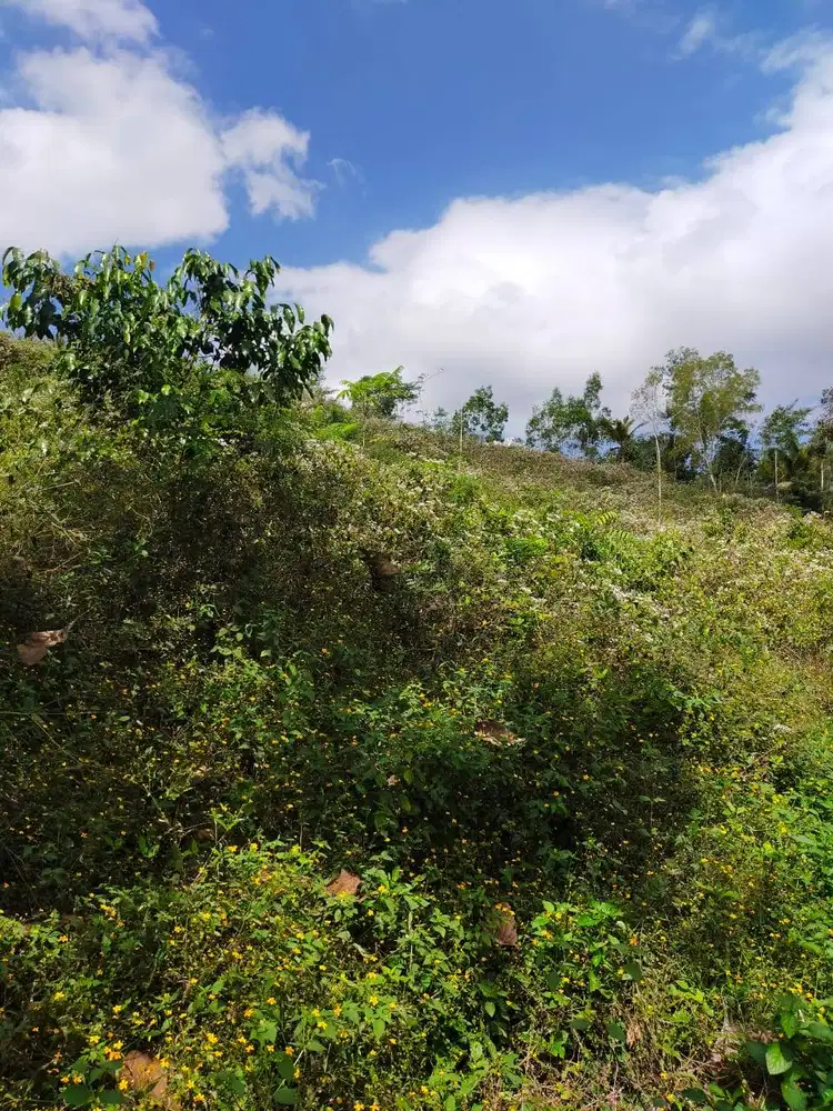 Tanah Murah Donomulyo