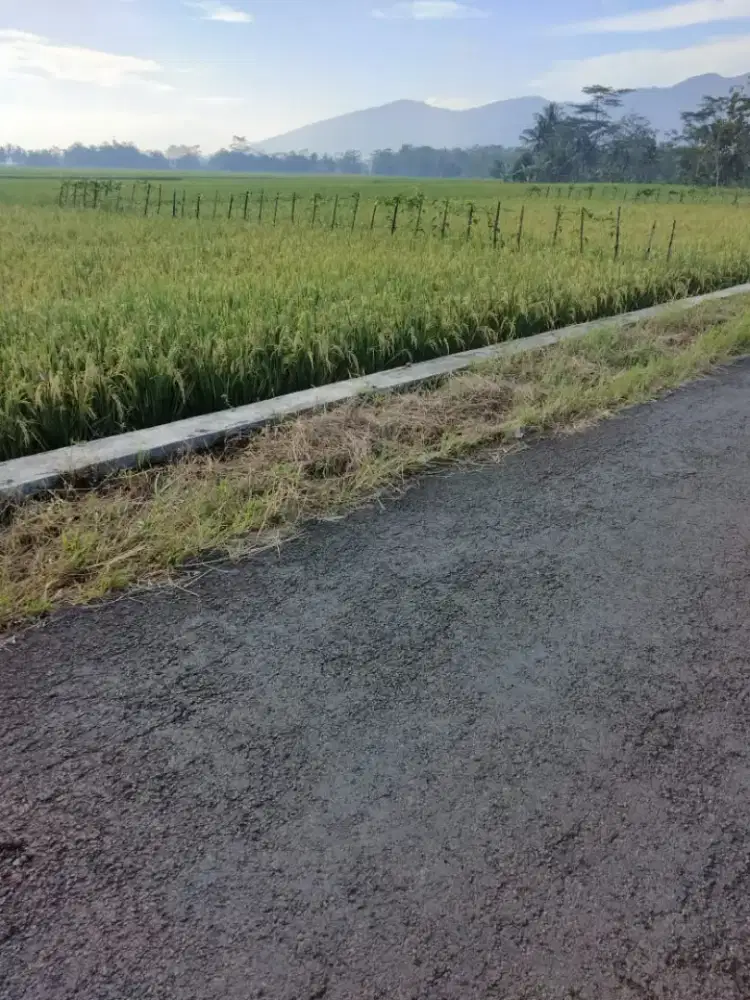 Jual tanah sawah
