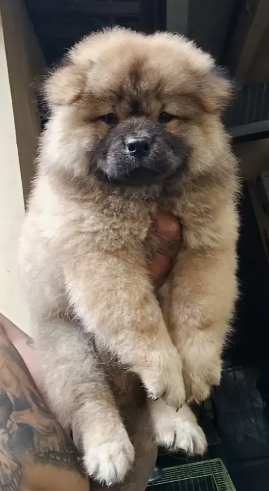 Puppy chow chow female