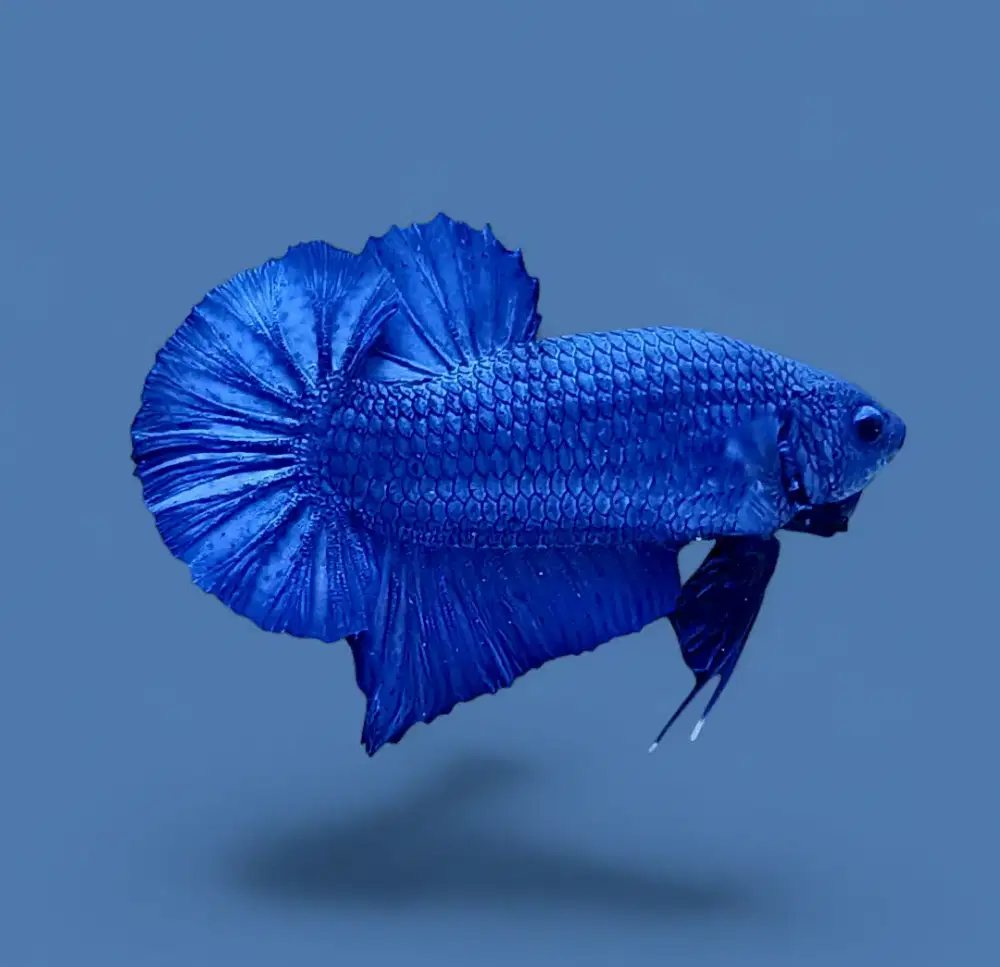 ikan cupang giant royale blue