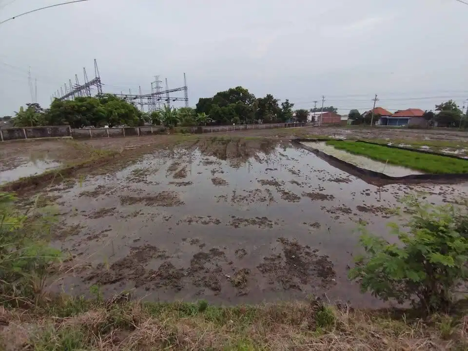 Sawah Jalan Masaran-Plupuh Krikilan Sragen