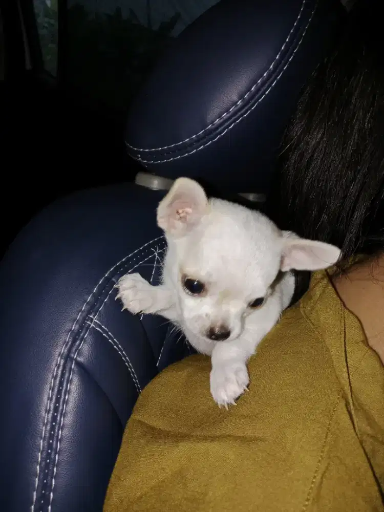 Chihuahua puppies
