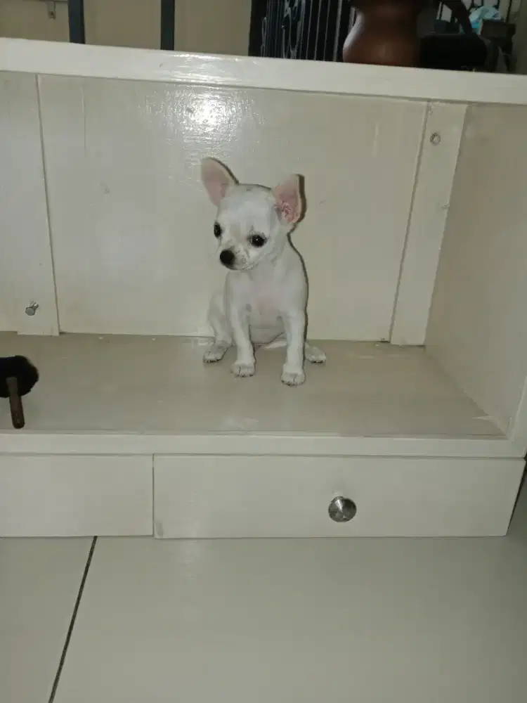 Chihuahua puppies