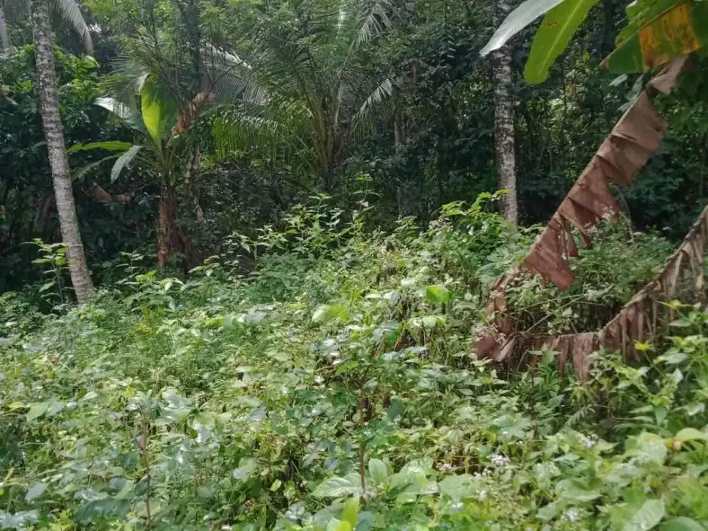 Dijual Tanah Tegalan Lokasi Berada di Desa Bengkel Sari, Kec. Selemadeg