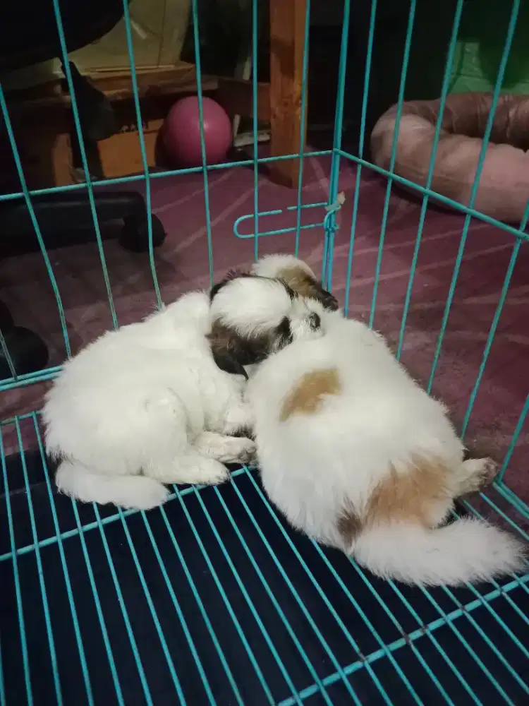 Shitzu x maltipoo
