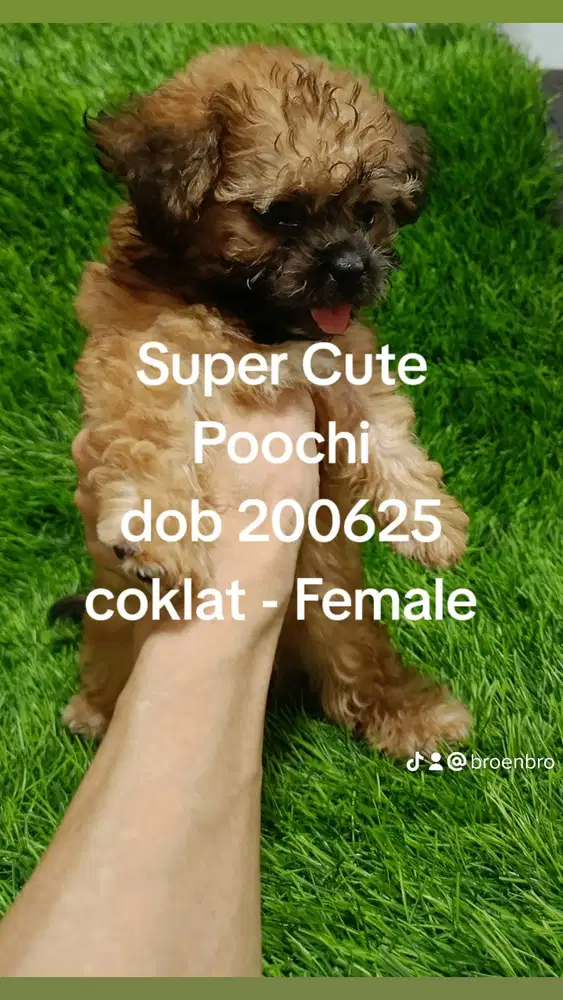 Open Adoption berbayar