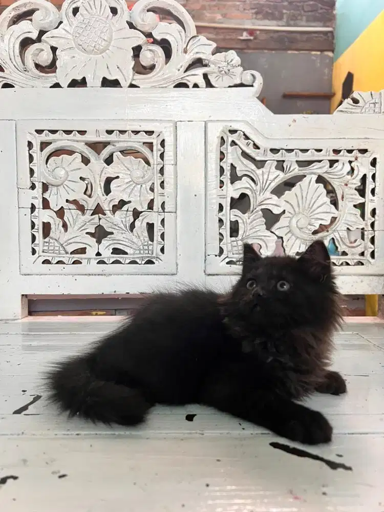 scottish straight longhair black smoke