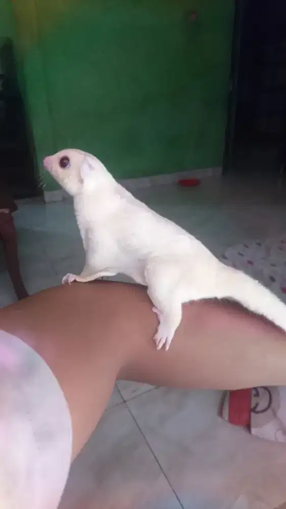 Sugar Glider Creamino Jantan