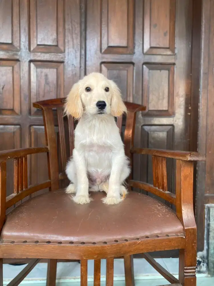 Golden Retreiver Jantan
