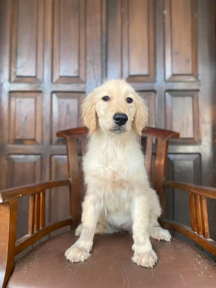 Golden Retreiver Betina MURMER