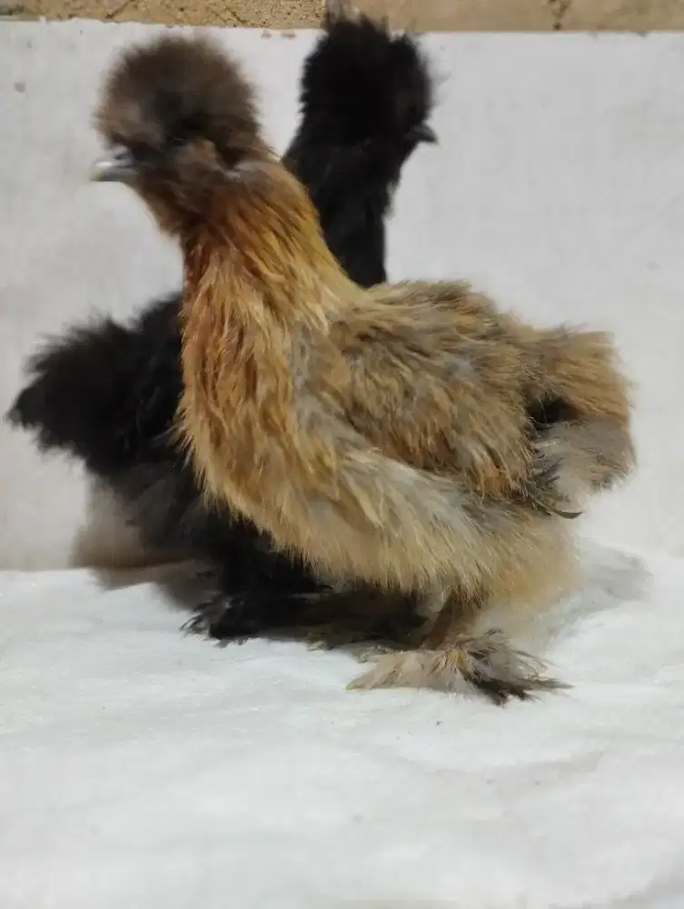 Ayam American Silkie
