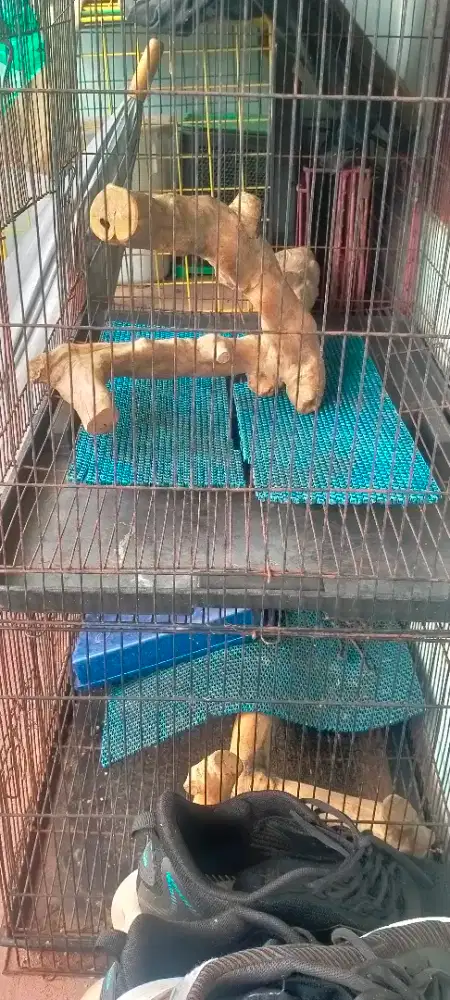 3 kandang bekas layak pakai
