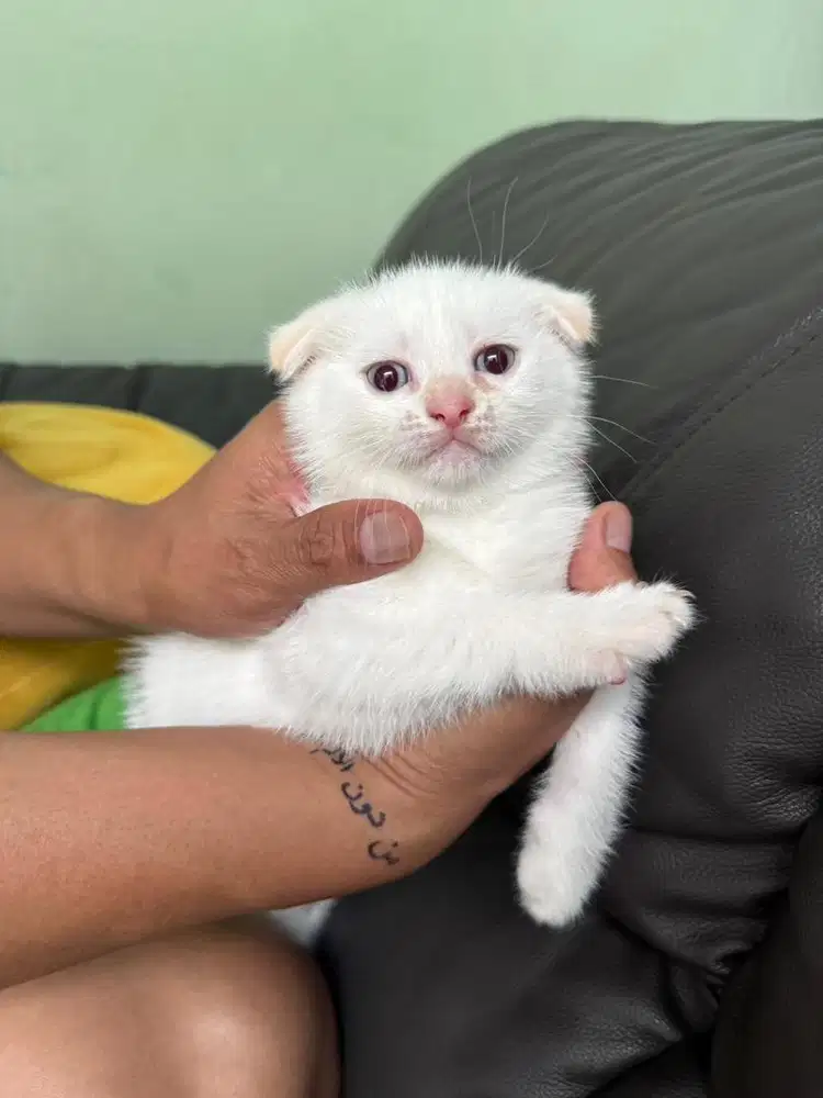 Scottish fold jantan
