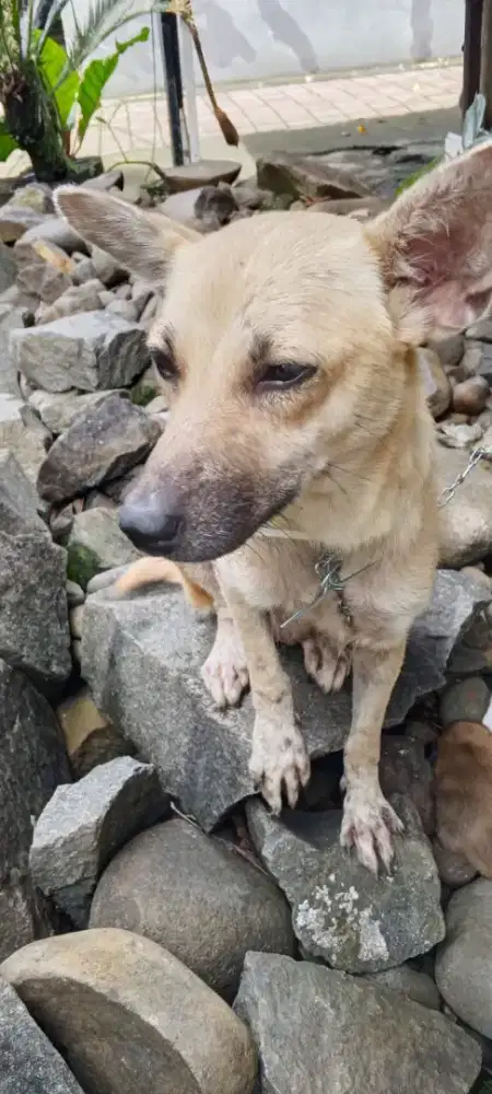 Anjing kampung betina