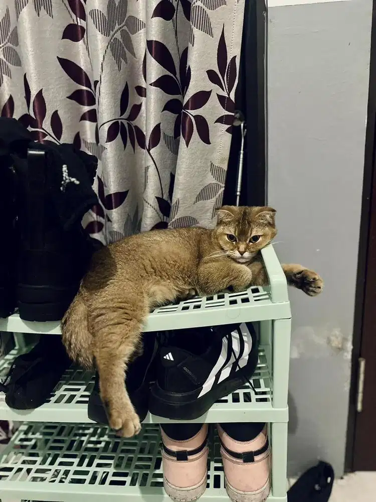 lepas mahar kucing bsh