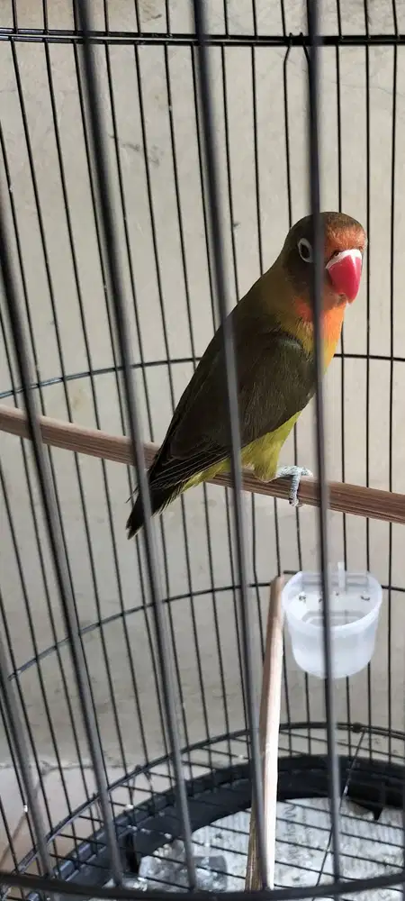 Lovebird balibu olive