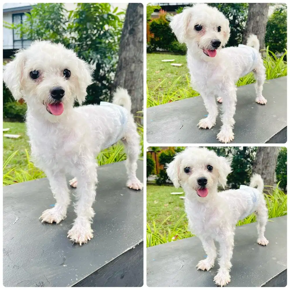 Pejantan Maltese PROVEN