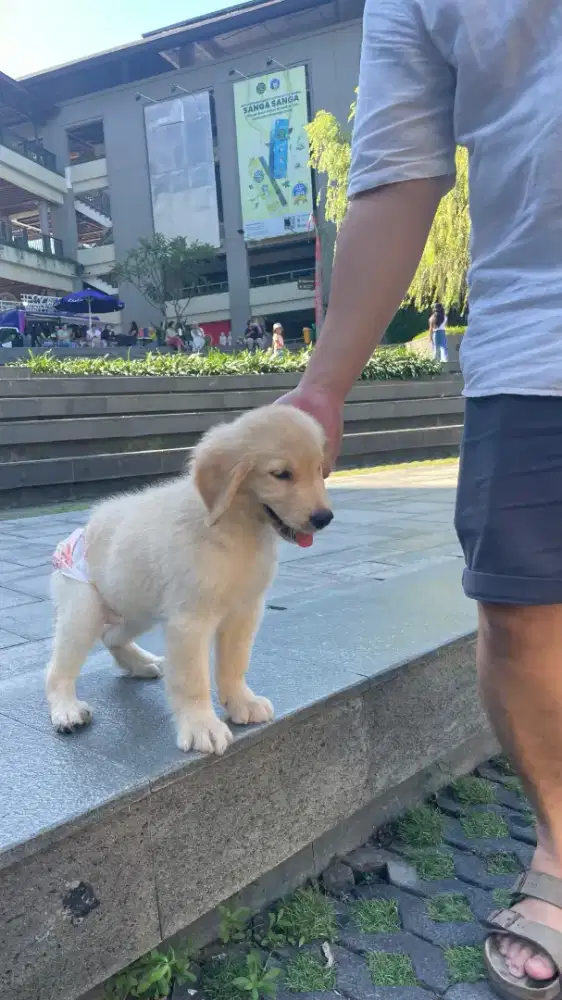 Puppy Golden Retriever Female