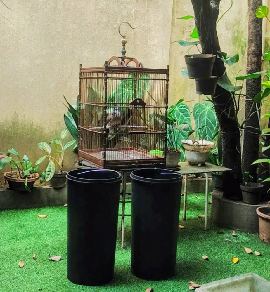 Tekukur Kuk Dua (2) + Kandang Jati Burung
