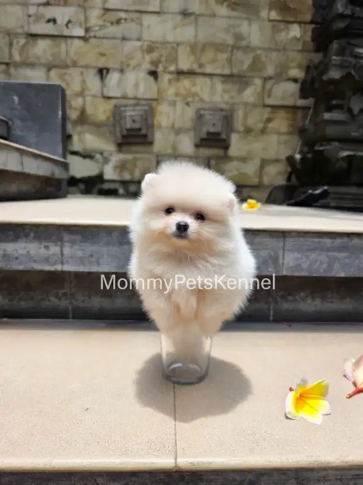 Anjing teacup Pom Pomeranian