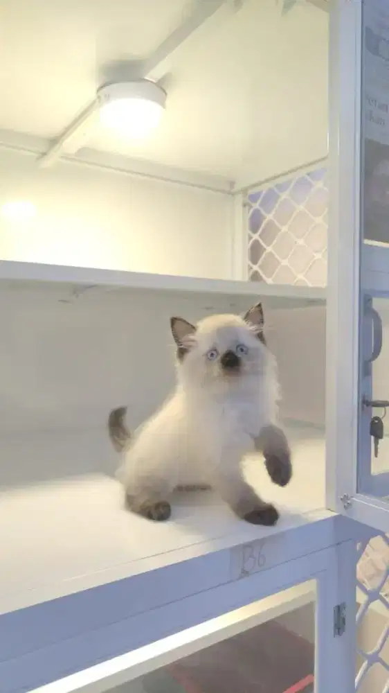 Kitten persia lucuuu lucuu