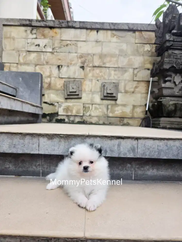 Pom supermini Pom anjing  termurah