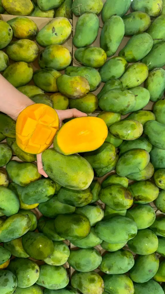 Dibuka Lowongan untuk packing buah