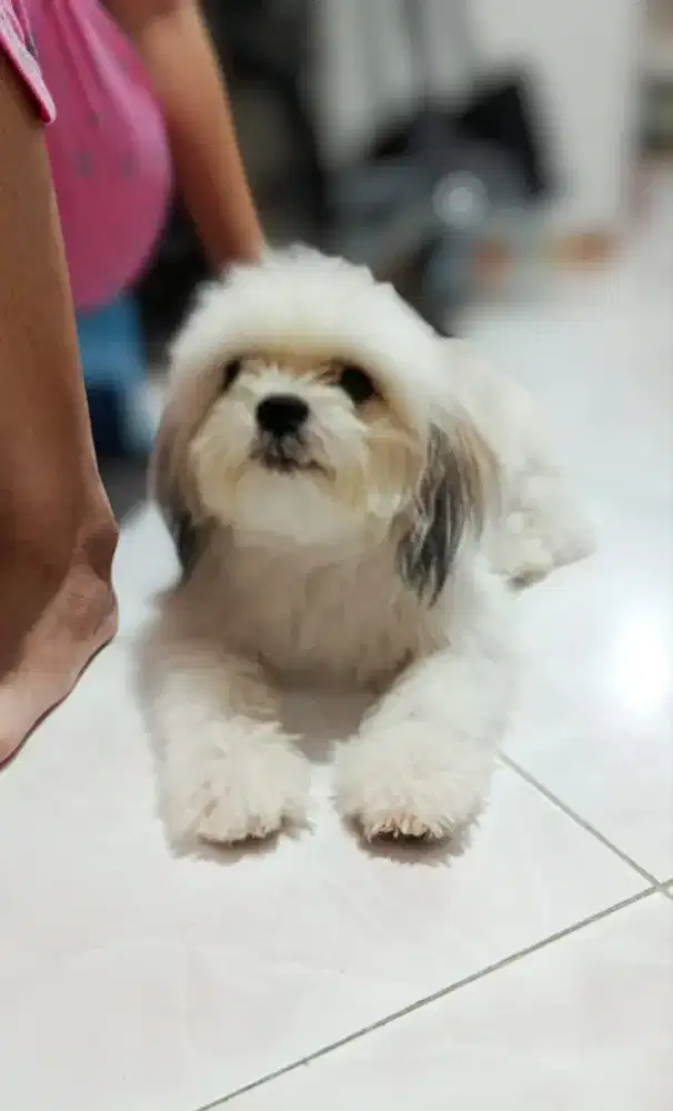 Dijual Shihtzu Betina Anjing Shitzu