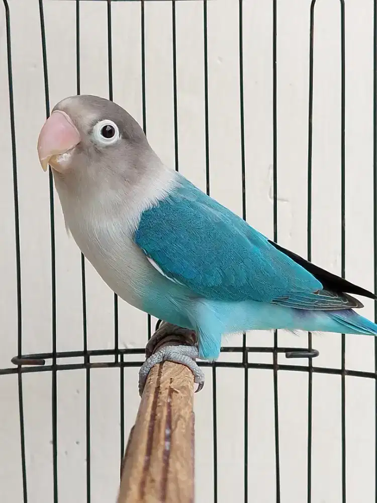 Burung lovebird betina cantik biru Cobalt Fischeri ajib
