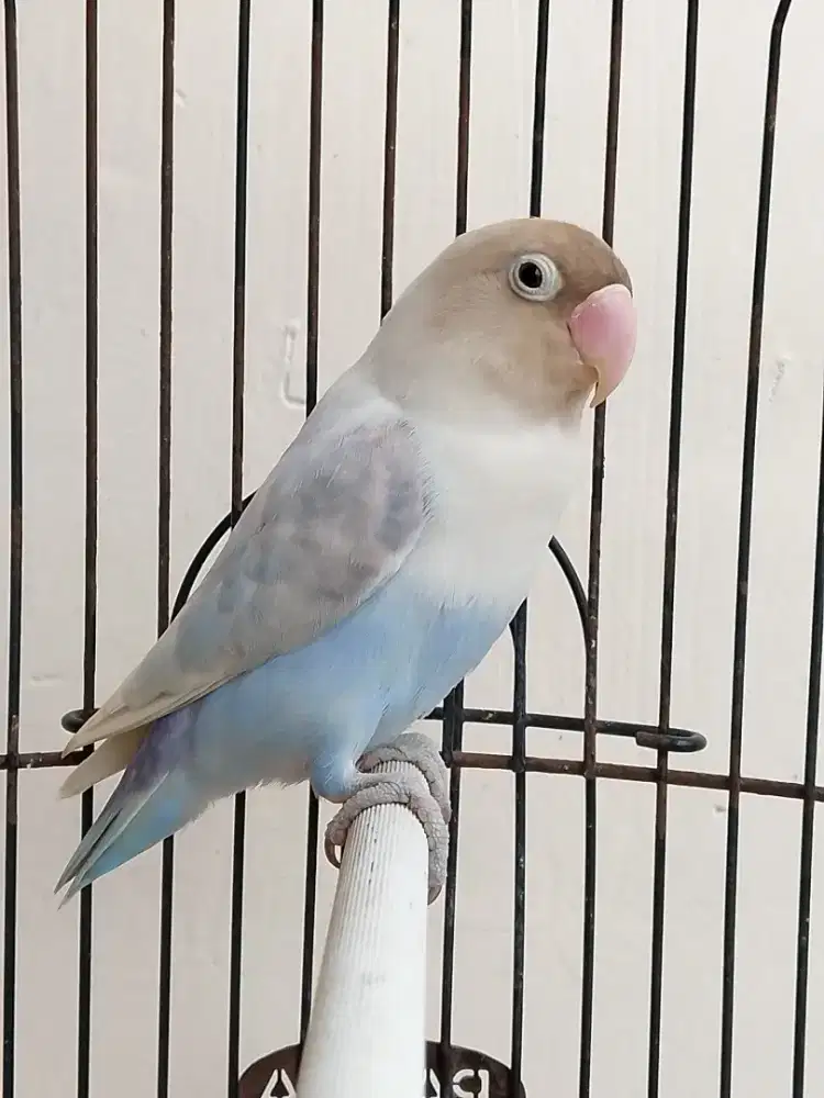 Burung lovebird jantan ganteng pastel biru ajib