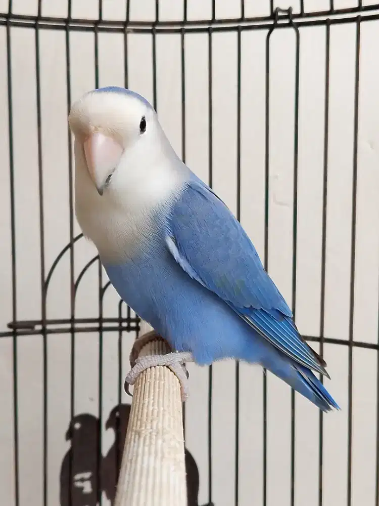 Burung lovebird jantan ganteng non klep mewah
