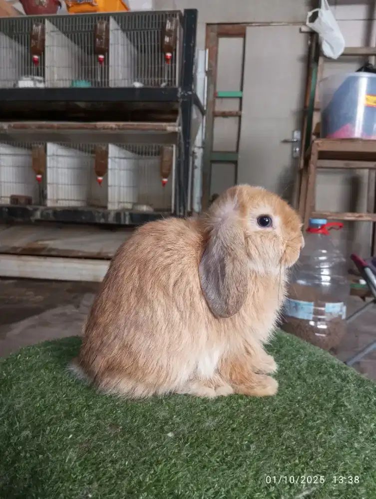 Kelinci Holland lop Orange mata biru
