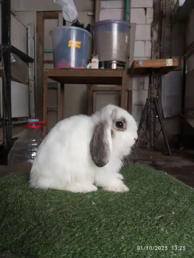 Kelinci holland lop mirip anjing