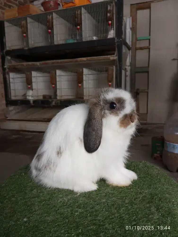 Kelinci holland lop