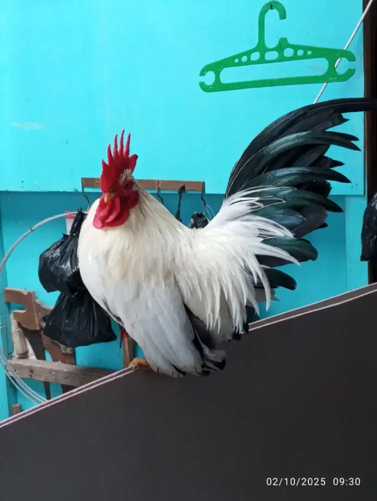 Ayam kate jepang chabo Blacktail