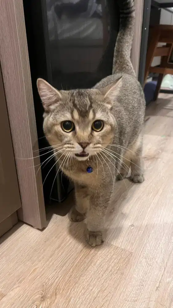 Kucing BSH British Shot Hair Jantan