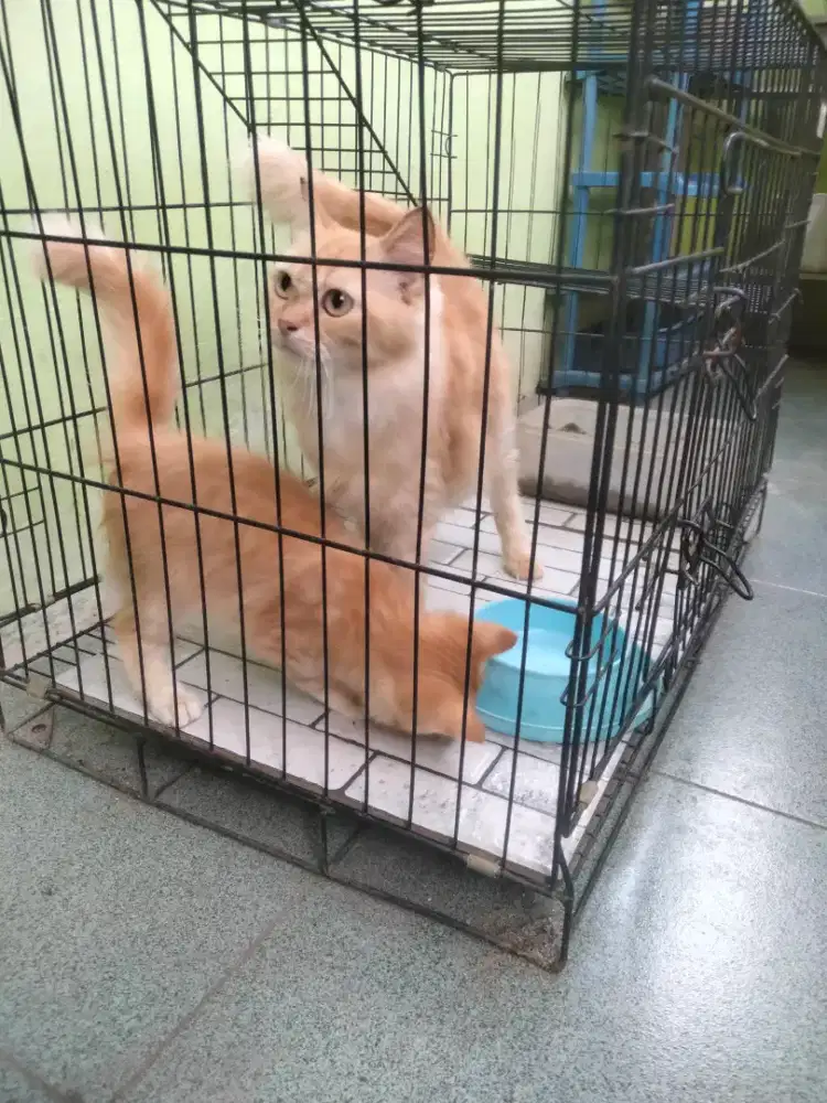 kucing Persia induk & anak