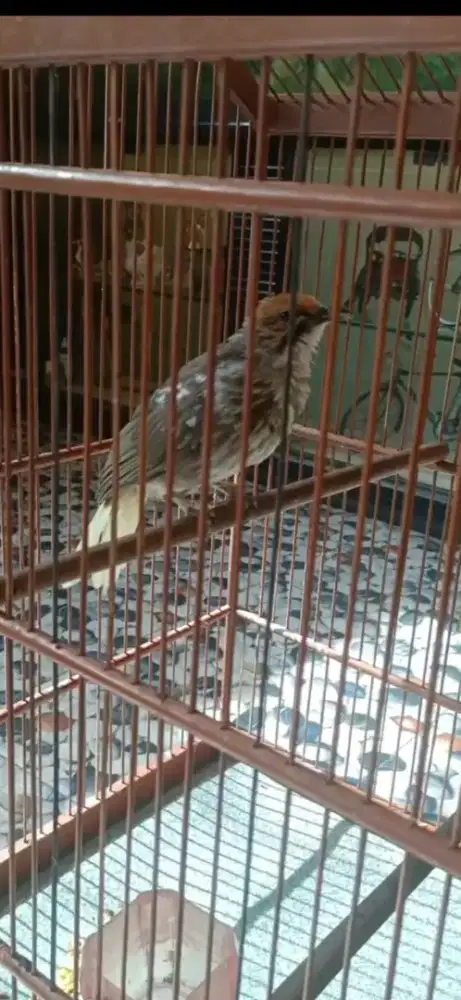 Cucak rowo blorok ekor putih punggung panuan