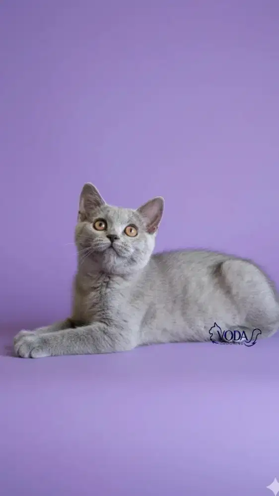 Kucing BSH NON PED