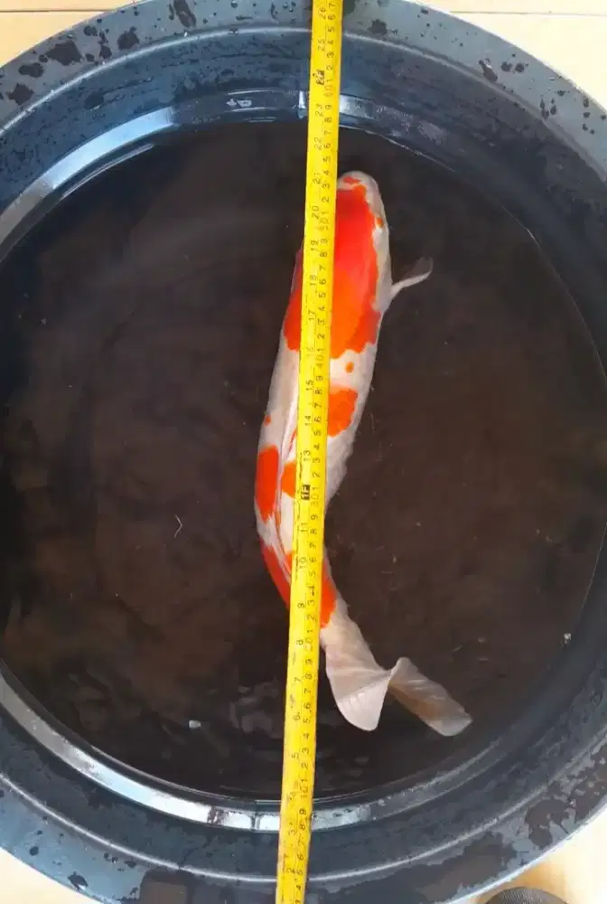 Koi Kohaku F1 60cm